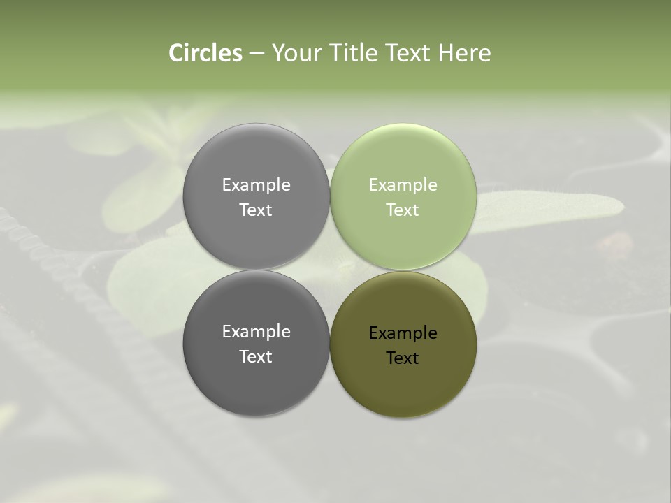 Agriculture Nursery Plant PowerPoint Template