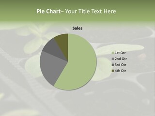 Agriculture Nursery Plant PowerPoint Template