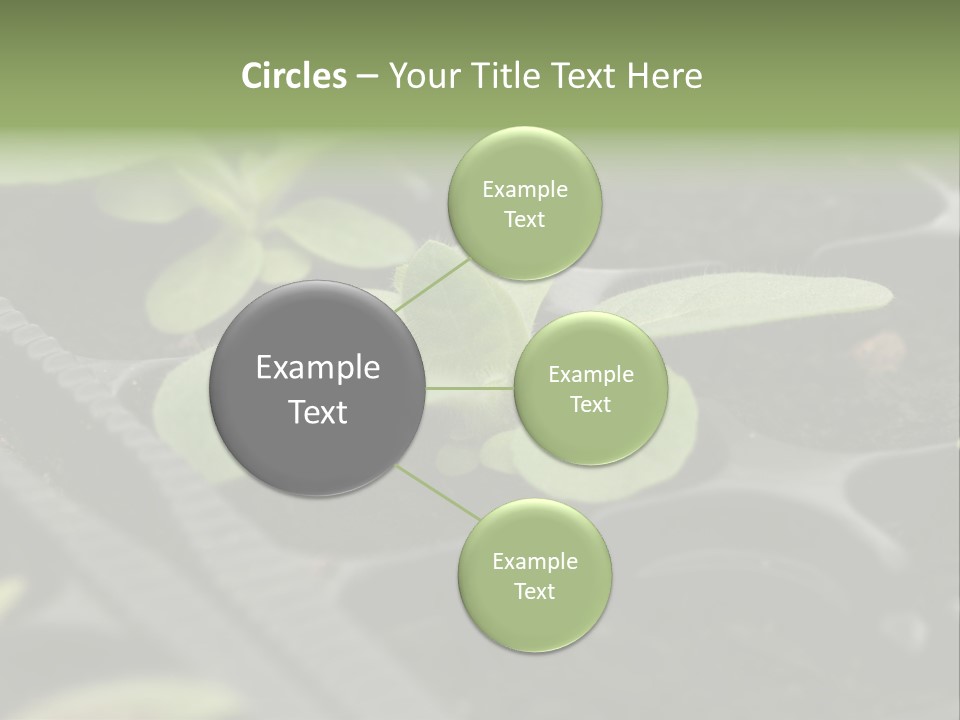Agriculture Nursery Plant PowerPoint Template