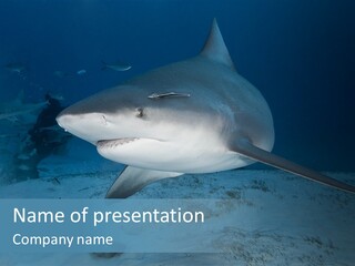 A Large Shark Is Swimming In The Ocean PowerPoint Template
