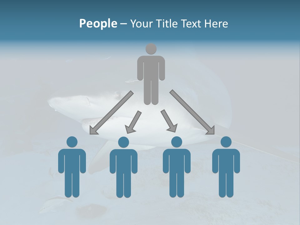 A Large Shark Is Swimming In The Ocean PowerPoint Template