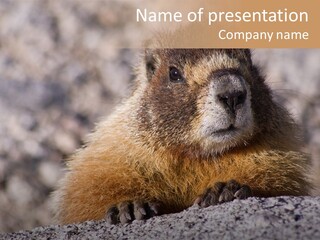 Sierra Nevada Marmot Looking PowerPoint Template