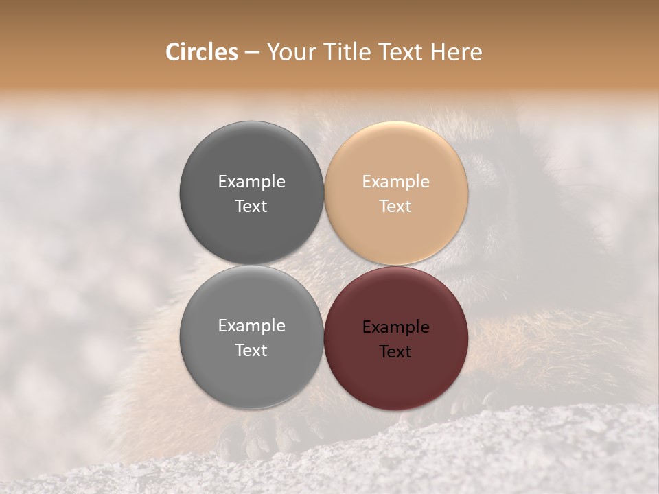 Sierra Nevada Marmot Looking PowerPoint Template
