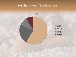 Sierra Nevada Marmot Looking PowerPoint Template