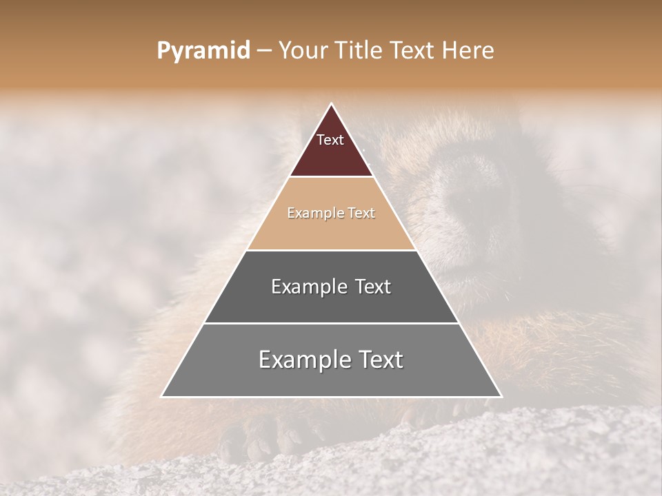 Sierra Nevada Marmot Looking PowerPoint Template