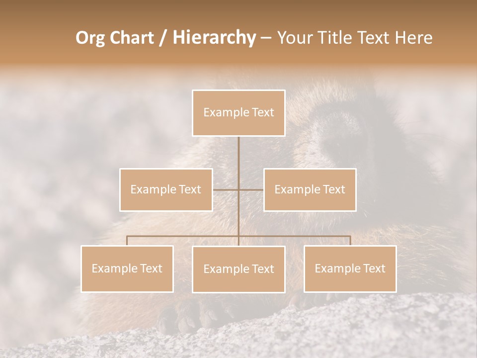 Sierra Nevada Marmot Looking PowerPoint Template
