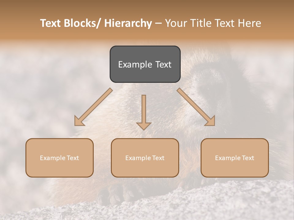 Sierra Nevada Marmot Looking PowerPoint Template