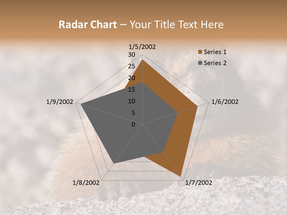 Sierra Nevada Marmot Looking PowerPoint Template