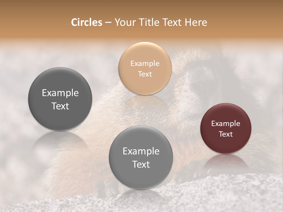 Sierra Nevada Marmot Looking PowerPoint Template