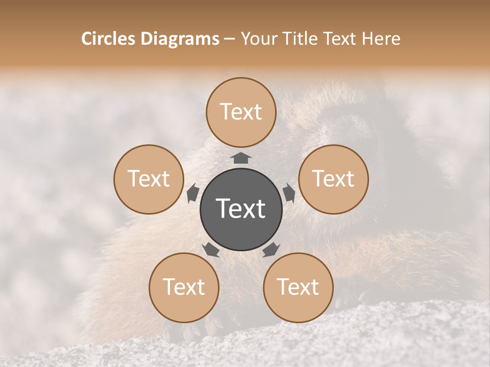 Sierra Nevada Marmot Looking PowerPoint Template