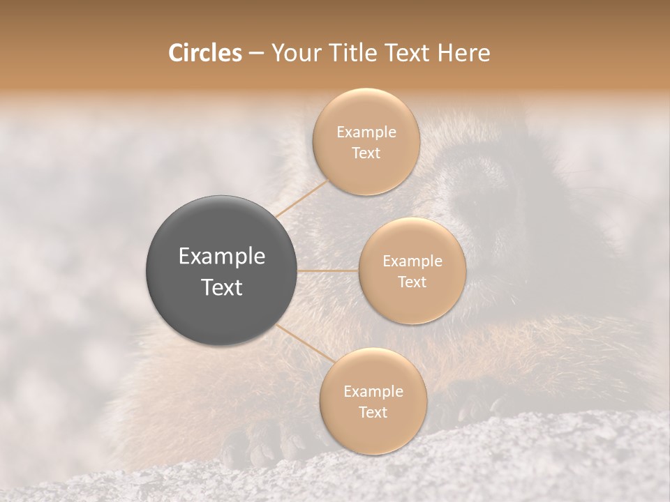 Sierra Nevada Marmot Looking PowerPoint Template