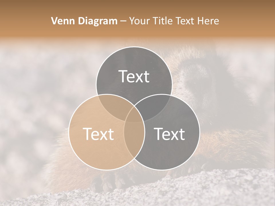 Sierra Nevada Marmot Looking PowerPoint Template