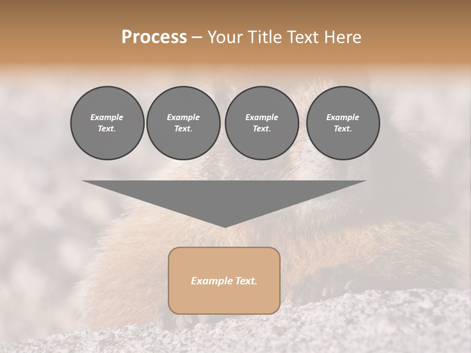 Sierra Nevada Marmot Looking PowerPoint Template