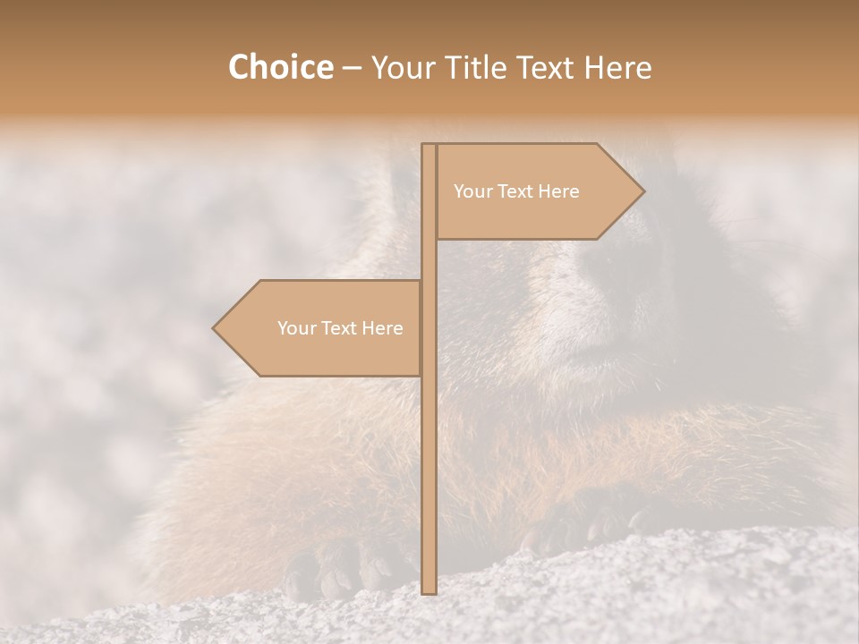Sierra Nevada Marmot Looking PowerPoint Template