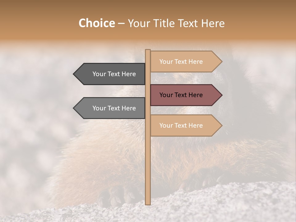 Sierra Nevada Marmot Looking PowerPoint Template