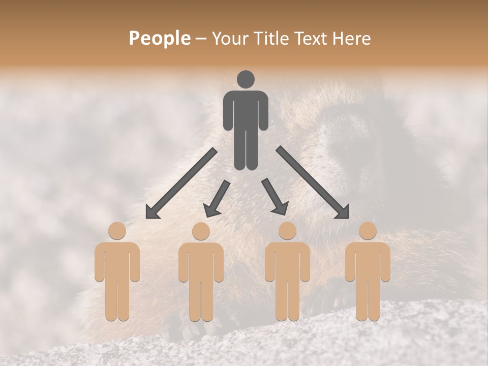 Sierra Nevada Marmot Looking PowerPoint Template