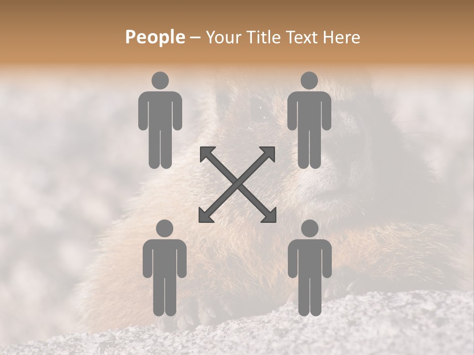 Sierra Nevada Marmot Looking PowerPoint Template