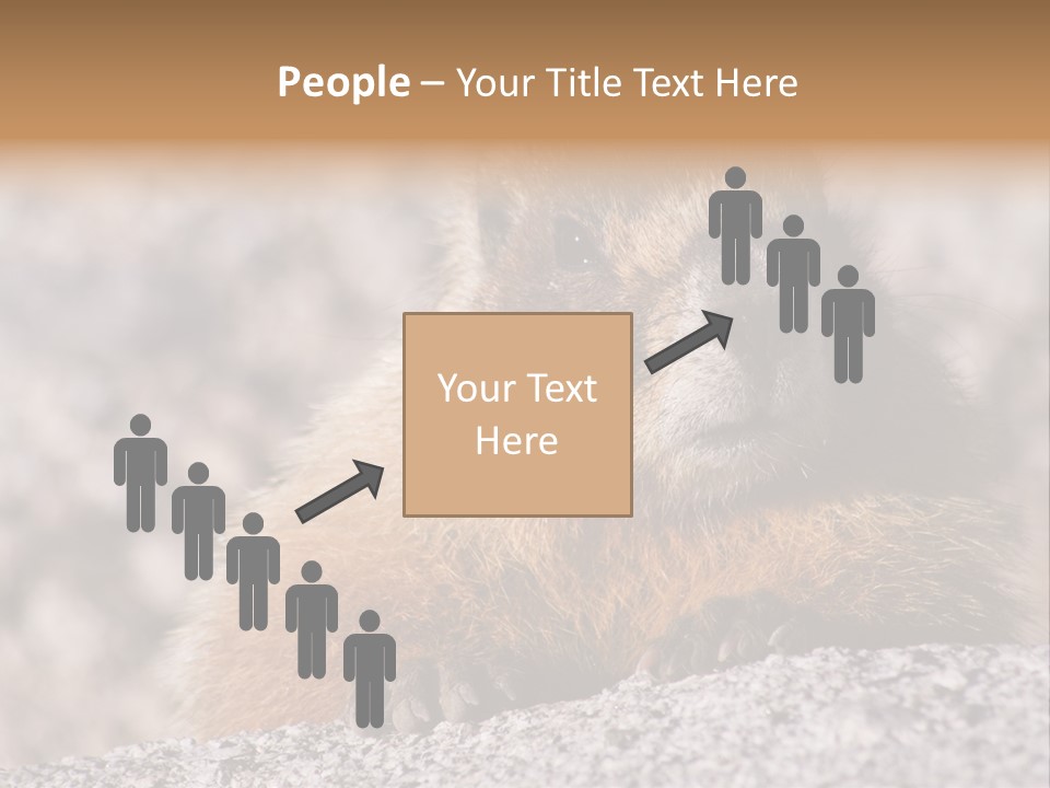 Sierra Nevada Marmot Looking PowerPoint Template