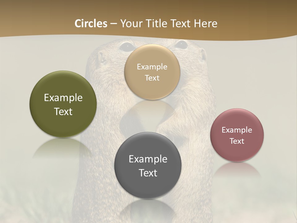 Stand Rodent Sweet PowerPoint Template