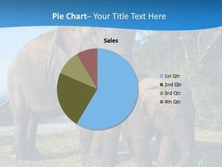 Trunk Travel Portrait PowerPoint Template