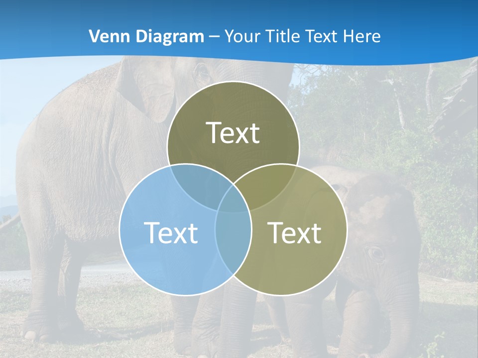 Trunk Travel Portrait PowerPoint Template