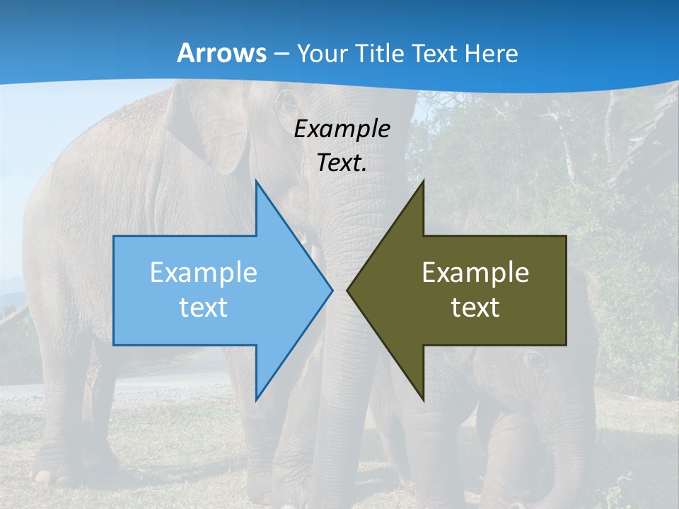 Trunk Travel Portrait PowerPoint Template