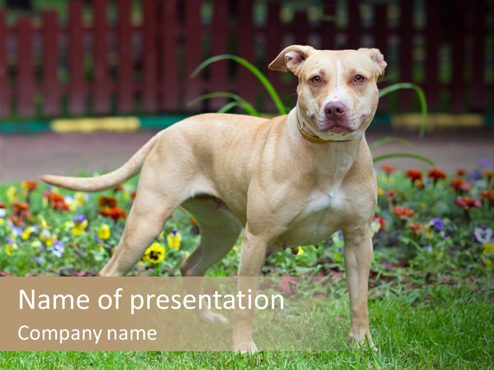 Danger One Terrier PowerPoint Template