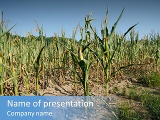 Agriculture Farming Drought PowerPoint Template
