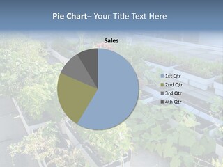 Designer Plants Eco PowerPoint Template