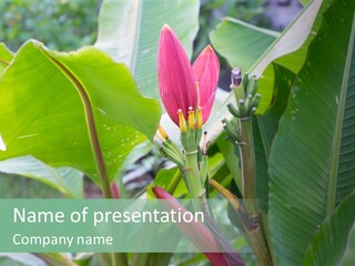 Season Garden Blooming PowerPoint Template