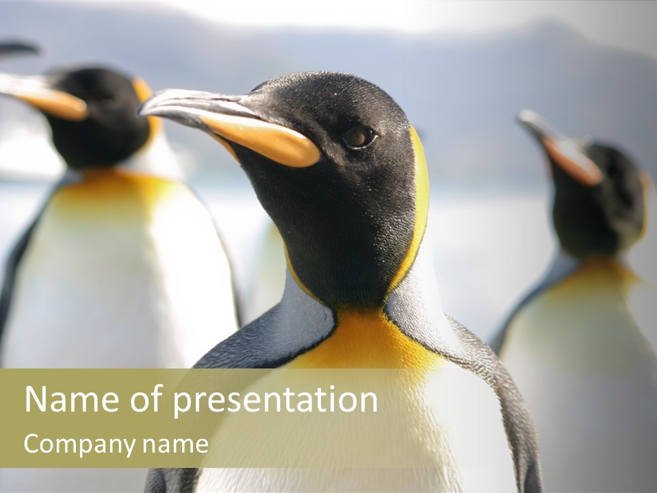 Stunning Cold Antarctic PowerPoint Template