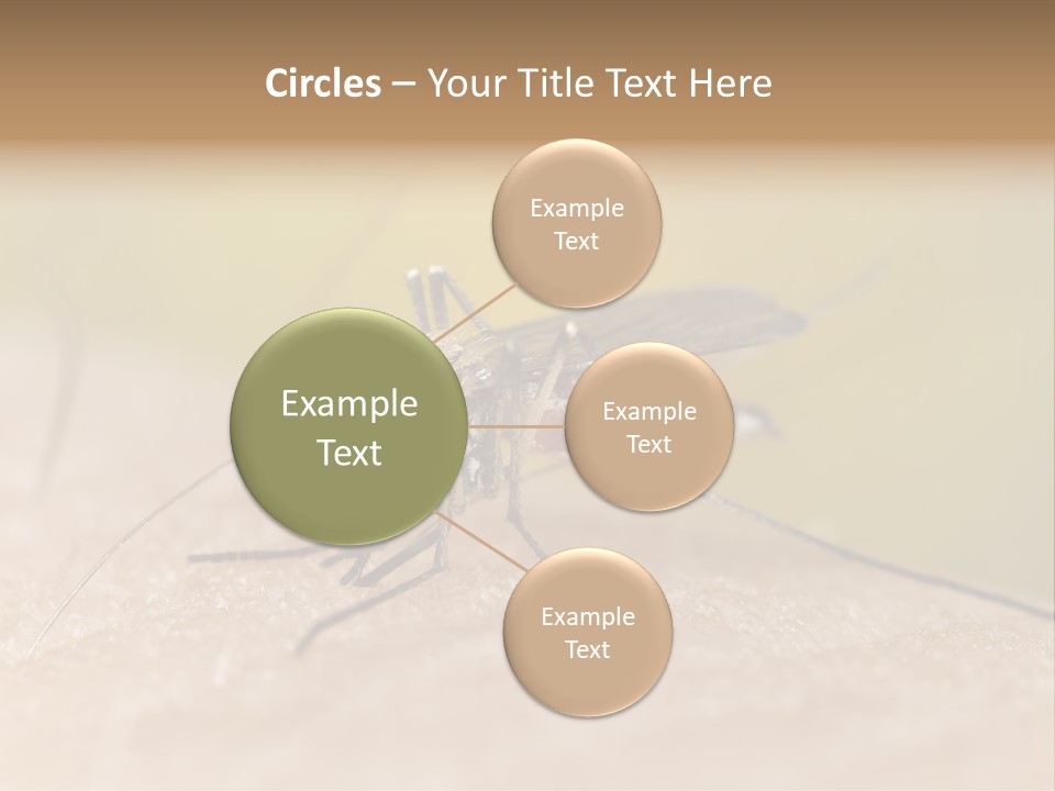 Sucking Carrier Sting PowerPoint Template