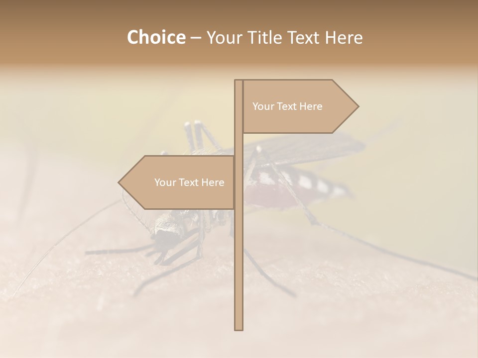Sucking Carrier Sting PowerPoint Template