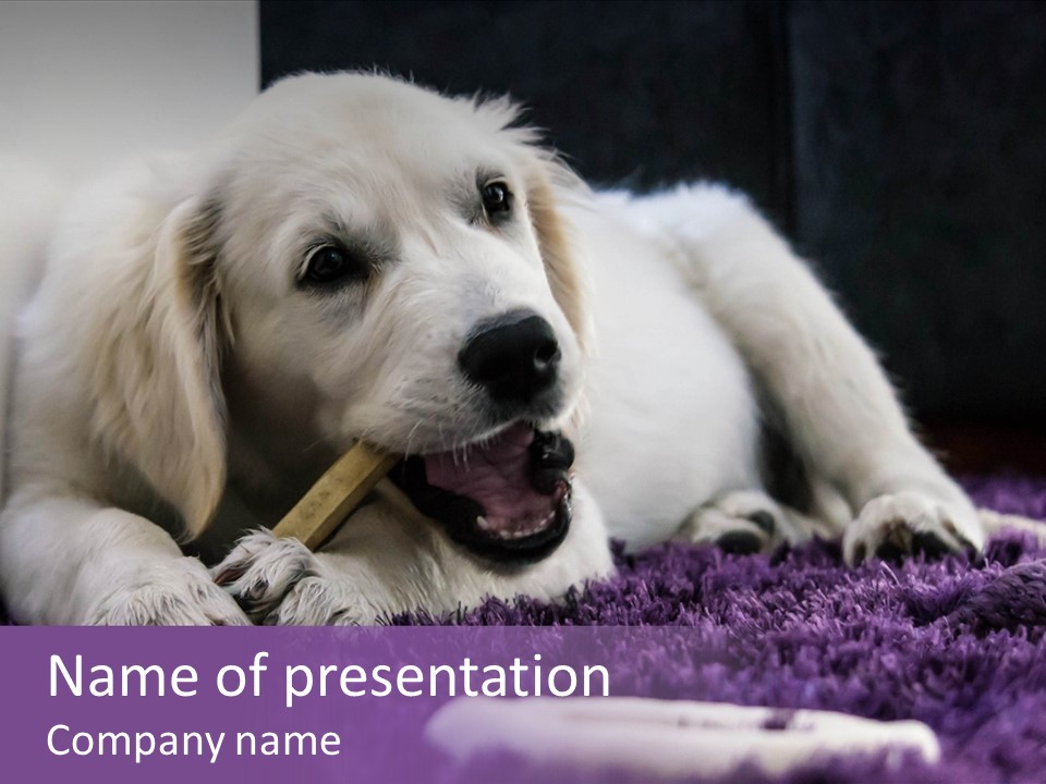 A White Dog Laying On A Purple Rug With A Toothbrush In Its Mouth PowerPoint Template