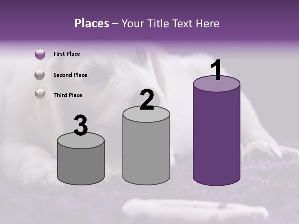 A White Dog Laying On A Purple Rug With A Toothbrush In Its Mouth PowerPoint Template