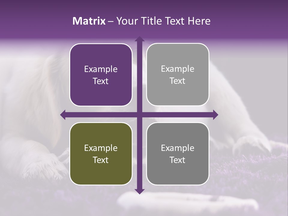 A White Dog Laying On A Purple Rug With A Toothbrush In Its Mouth PowerPoint Template