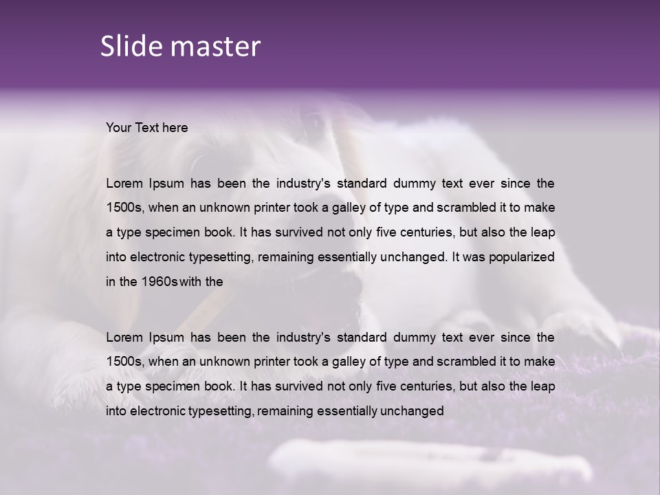 A White Dog Laying On A Purple Rug With A Toothbrush In Its Mouth PowerPoint Template