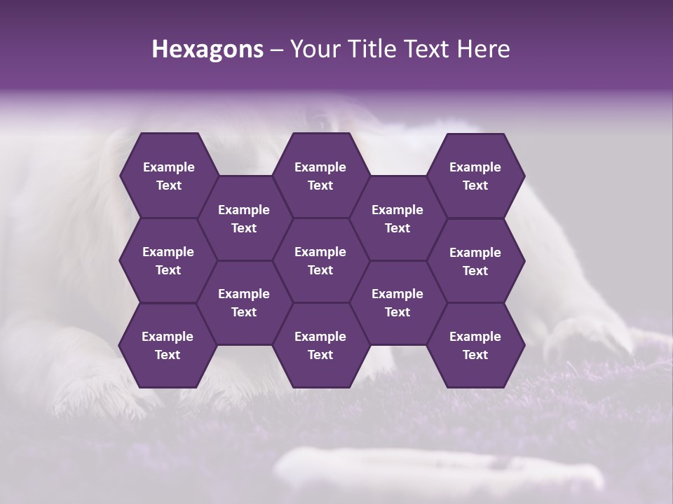 A White Dog Laying On A Purple Rug With A Toothbrush In Its Mouth PowerPoint Template