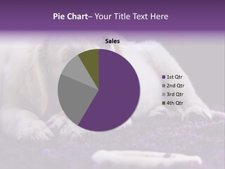 A White Dog Laying On A Purple Rug With A Toothbrush In Its Mouth PowerPoint Template