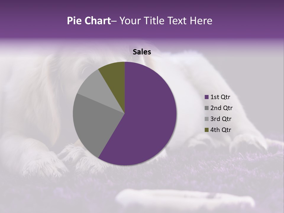 A White Dog Laying On A Purple Rug With A Toothbrush In Its Mouth PowerPoint Template