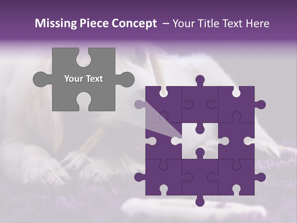 A White Dog Laying On A Purple Rug With A Toothbrush In Its Mouth PowerPoint Template