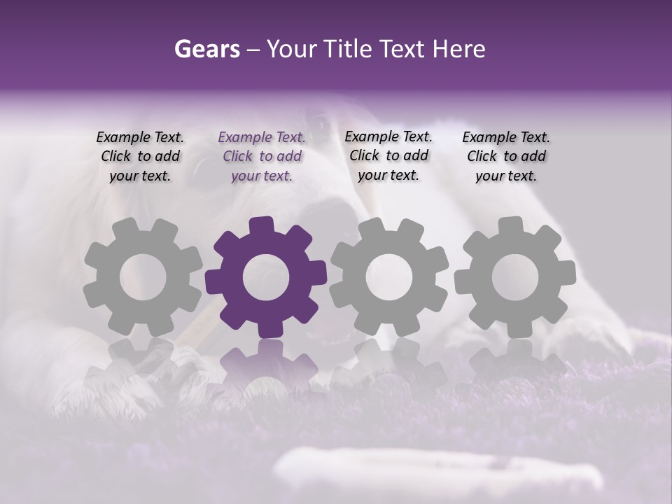 A White Dog Laying On A Purple Rug With A Toothbrush In Its Mouth PowerPoint Template