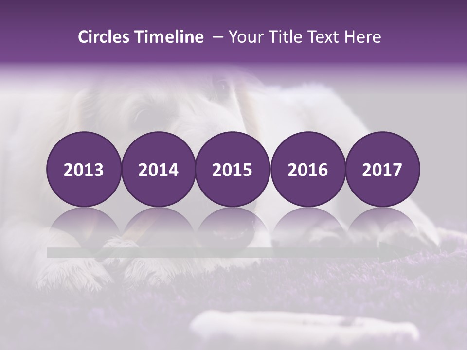 A White Dog Laying On A Purple Rug With A Toothbrush In Its Mouth PowerPoint Template