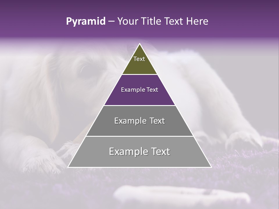 A White Dog Laying On A Purple Rug With A Toothbrush In Its Mouth PowerPoint Template