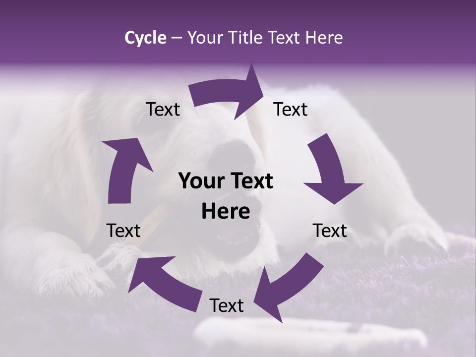 A White Dog Laying On A Purple Rug With A Toothbrush In Its Mouth PowerPoint Template