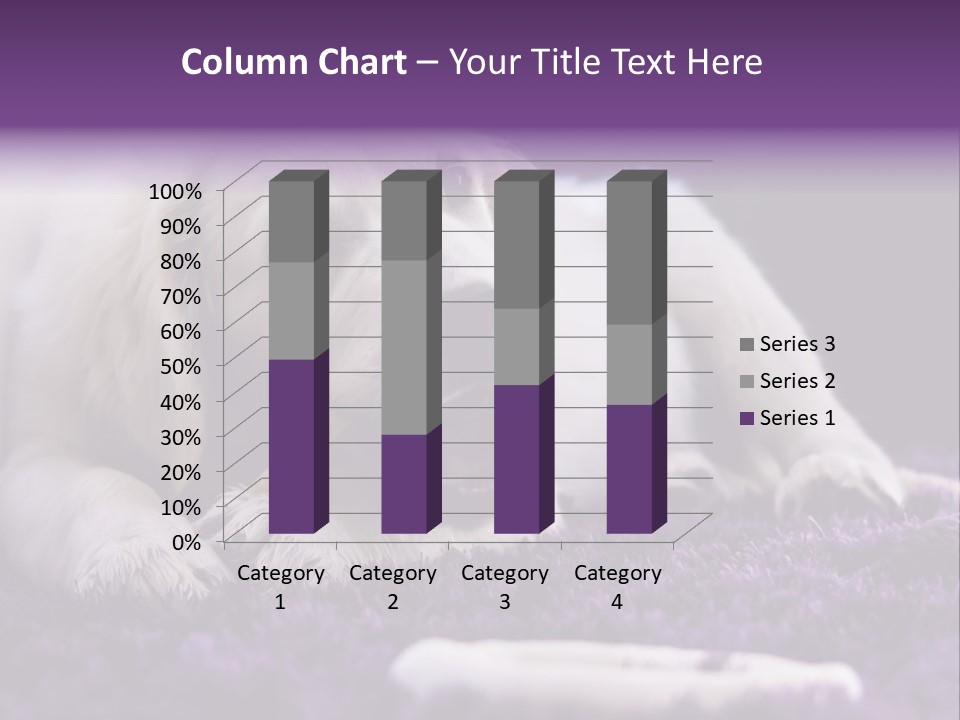A White Dog Laying On A Purple Rug With A Toothbrush In Its Mouth PowerPoint Template