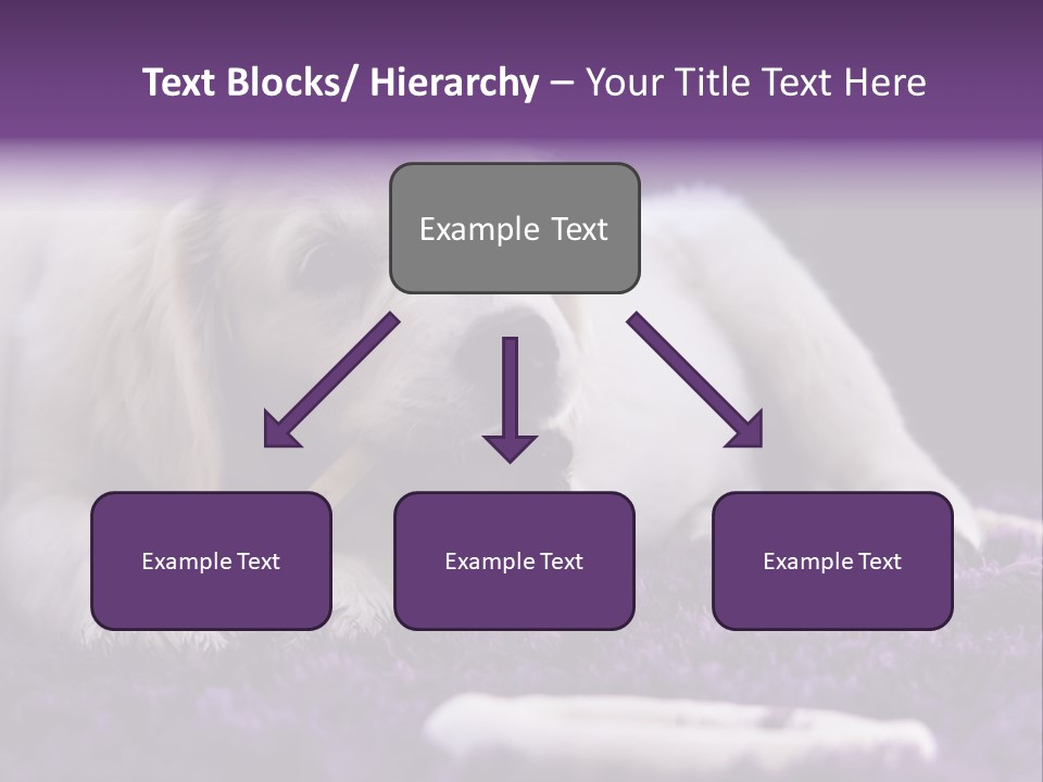 A White Dog Laying On A Purple Rug With A Toothbrush In Its Mouth PowerPoint Template