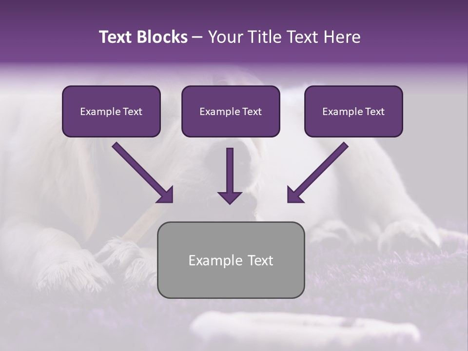 A White Dog Laying On A Purple Rug With A Toothbrush In Its Mouth PowerPoint Template