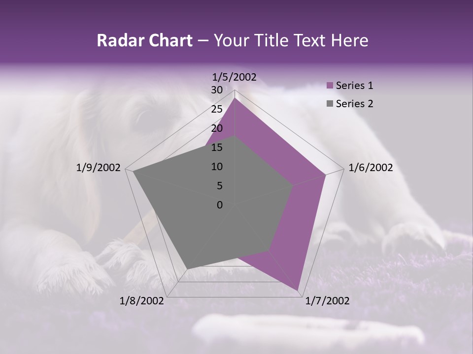 A White Dog Laying On A Purple Rug With A Toothbrush In Its Mouth PowerPoint Template