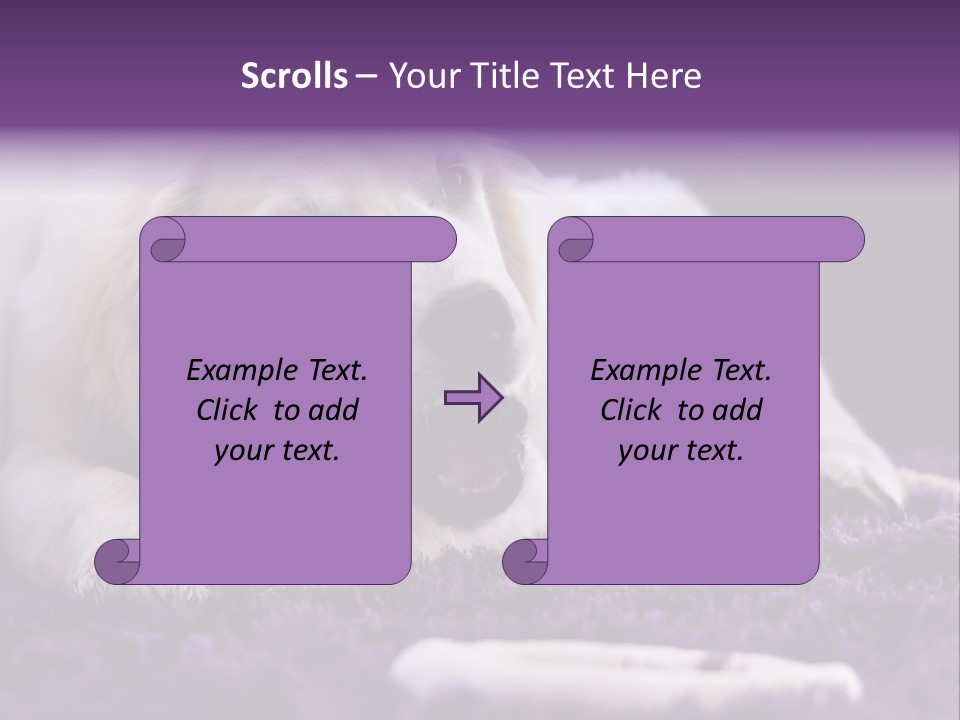 A White Dog Laying On A Purple Rug With A Toothbrush In Its Mouth PowerPoint Template